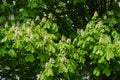 Lush green foliage and flowers of horse chestnut in April
