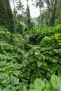 Lush green foliage on the Manoa Falls Trail Royalty Free Stock Photo