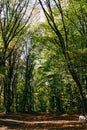 Lush, green foliage in the summer forest. Crimean, beech forest