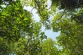 Lush green foliage, trees , upper view