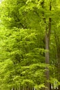 Lush Green Foliage