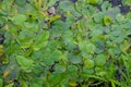 Lush green foliage of wild Lotus on the water surface