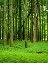 Lush Green Forest