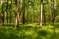 Lush green forest