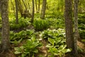 Lush Green Forest Bog in Spring Royalty Free Stock Photo