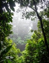Lush Green Forest Canopy with Dense Tree Foliage and Misty Overcast Sunlight Royalty Free Stock Photo