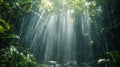 Lush Green Forest Canopy