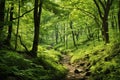 Lush green forest with diverse flora. Tall majestic trees and small bushes and ferns