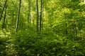 Lush Green Forest in early Spring time Royalty Free Stock Photo