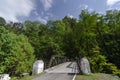 Lush green forest enroute Chopta ,Uttarakhand,India Royalty Free Stock Photo