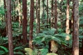 DENSE FOREST OF REDWOODS AND SILVER FERNS, NEW ZEALAND