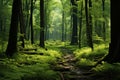 Lush green forest with majestic trees, small bushes, and ferns