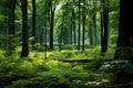 Lush green forest with majestic trees, small bushes, and ferns