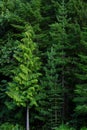 Lush green forest of pine trees in the mountains wilderness environemental Royalty Free Stock Photo