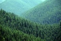 Lush green forest of pine trees in the mountains wilderness environemental Royalty Free Stock Photo