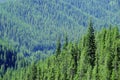 Lush green forest of pine trees in the mountains wilderness environemental Royalty Free Stock Photo