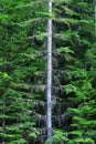 Lush green forest of pine trees in the mountains wilderness environemental Royalty Free Stock Photo