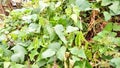 Lush green forest, plants and vegetation