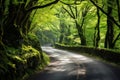 Lush Green Forest Road Royalty Free Stock Photo