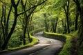 Lush Green Forest Road Royalty Free Stock Photo