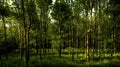 Lush green forest on spring day