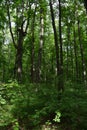 Lush green forest in summer. Tall trees and undergrowth Royalty Free Stock Photo