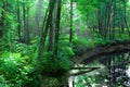 Lush Green Forest, Sun Rays and Swollen River - Off Rt. 302 Fryeburg, Maine - June, 2014 - by Eric L. Johnson Photography Royalty Free Stock Photo