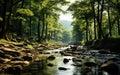 Lush green forest with sun rays and water stream