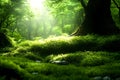 peaceful green forest floor covered with lush moss and small plants illuminated by soft sunlight filtering through trees Royalty Free Stock Photo