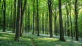 Lush green forest with sunlight streaming through the trees Royalty Free Stock Photo