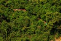 Lush green forest surrounding the callao cave, cagayan, philippines