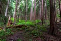 Lush green forest trail overgrown with ferns and plans