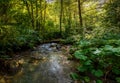 Lush green forest with tranquil stream