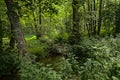 Lush green forest wilderness in Ardennes