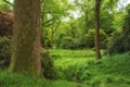 Lush green forest woodland