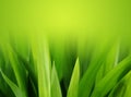 Bujný zelená tráva 