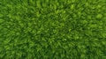 Lush green grass background capturing nature's vibrant texture and color Royalty Free Stock Photo