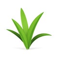 Lush green grass bio ecology environment organic botanical blossom 3d icon realistic vector Royalty Free Stock Photo