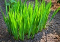 Lush green grass closeup Royalty Free Stock Photo