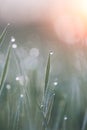 Lush green grass with dew Royalty Free Stock Photo