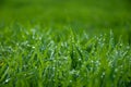Lush green grass with drops Royalty Free Stock Photo
