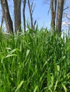 Lush green grass, dry trees without leaves in the background against a blue sky with blurred elements Royalty Free Stock Photo