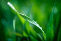 Lush green grass Royalty Free Stock Photo