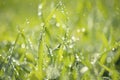 Lush grass with water drops Royalty Free Stock Photo