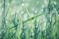 Lush green grass Royalty Free Stock Photo