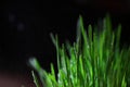 Lush green grass with falling drops on a dark background. Close up, selective focus, copy space Royalty Free Stock Photo