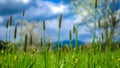 Lush Green Grass Field Landscape