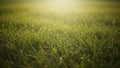 Lush Green Grass Field with Soft Morning Sunlight and Dew Drops 20251228 469 Royalty Free Stock Photo