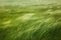 The lush green grass flows gracefully in the wind, illuminated by sunlight, creating a Royalty Free Stock Photo