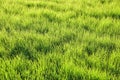 Lush green grass fluttering in the wind Royalty Free Stock Photo